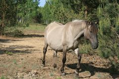 Konik- Pferd auf dem ehemaligen Truppenübungsplatz Dauban/OL