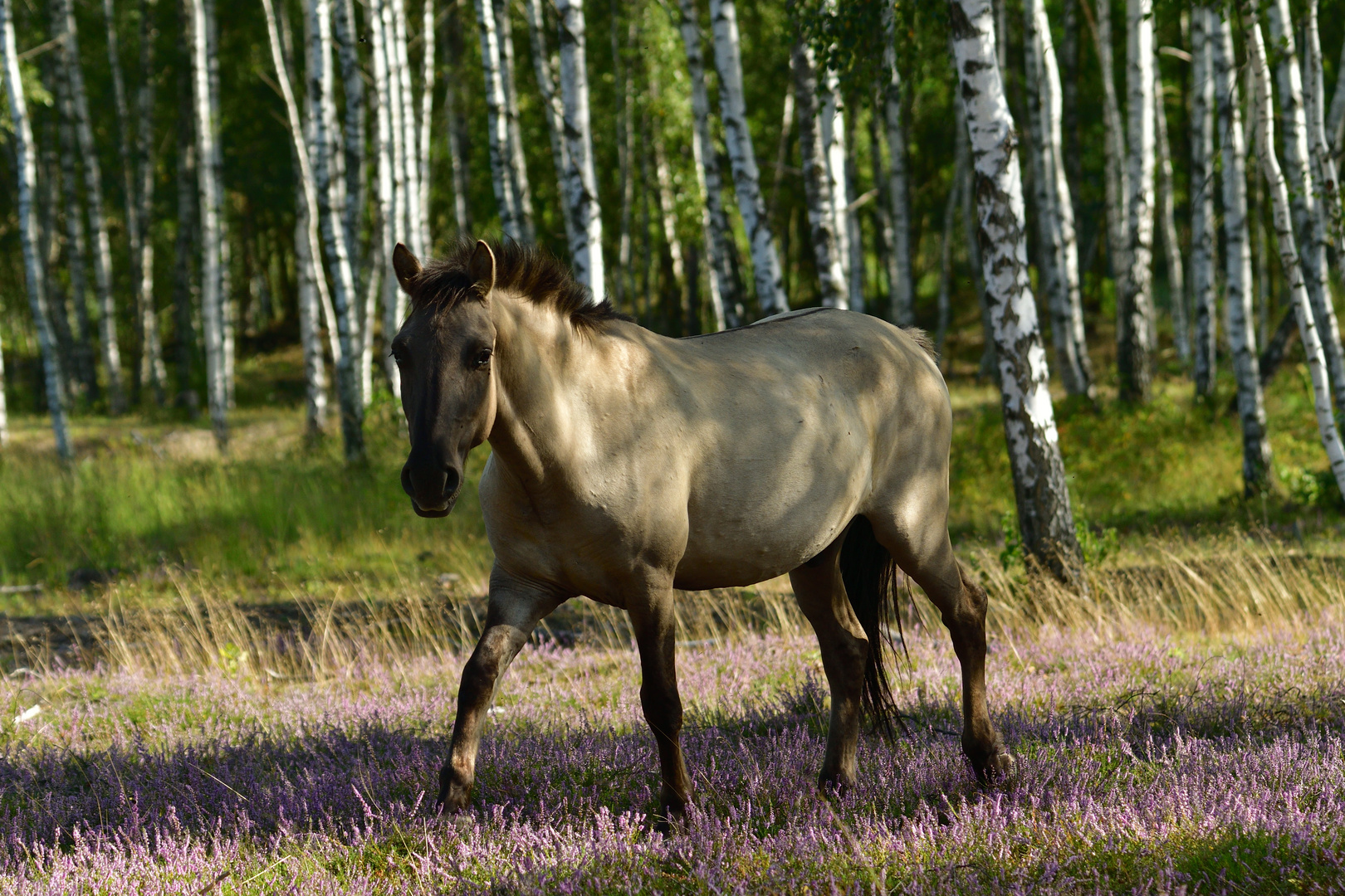 Konik - Pferd im Birkenwäldchen