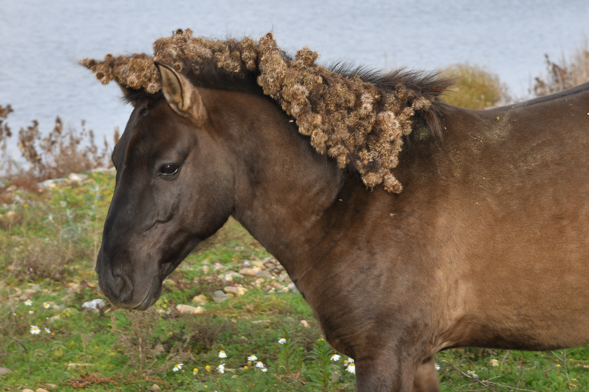 Konik-Pferd im Maastal (NL)