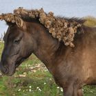 Konik-Pferd im Maastal (NL)