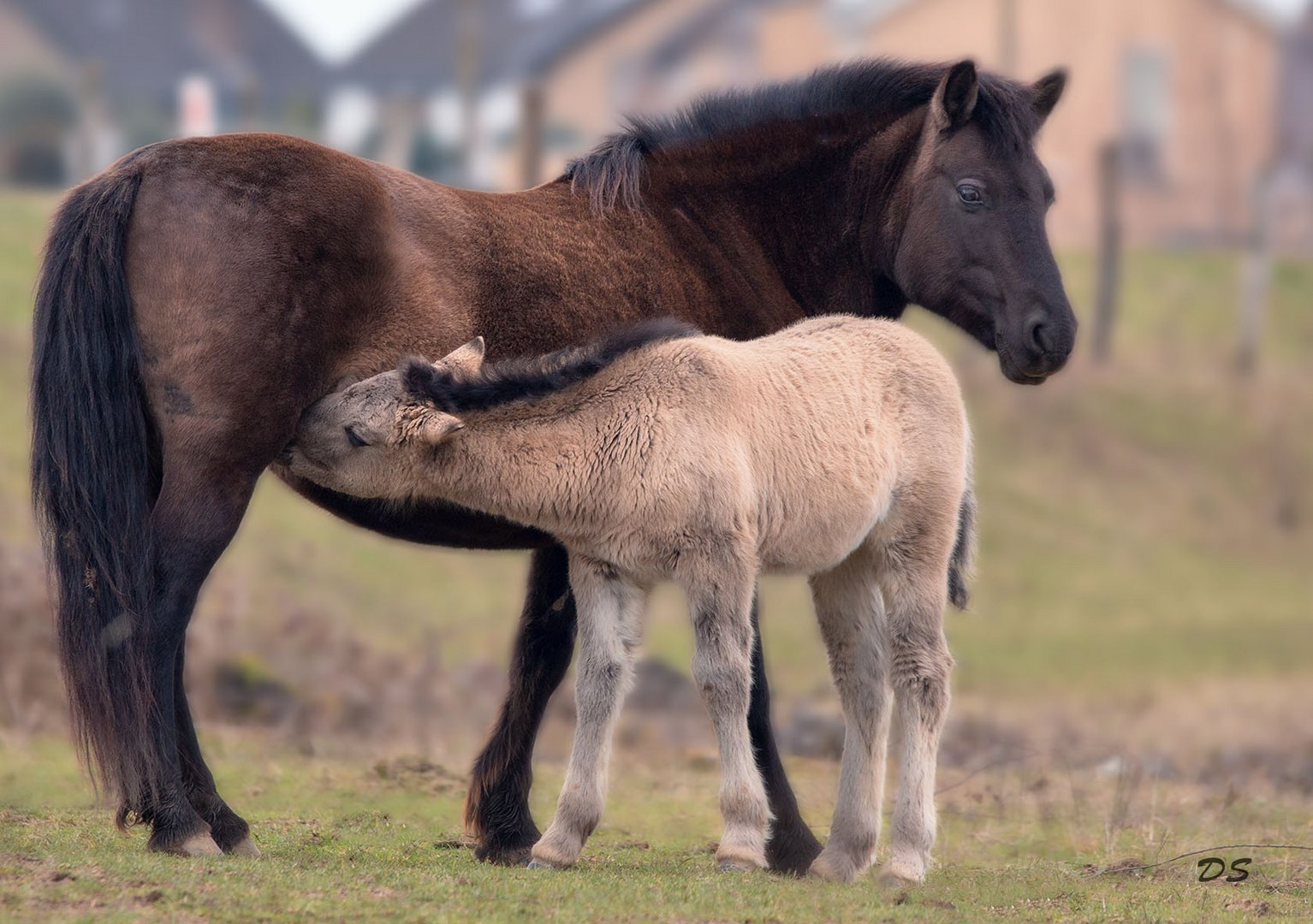 Konik Pferd und Fohlen