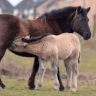 Konik Pferd und Fohlen