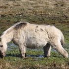 Konik-Pferde auf der Geltinger Birk