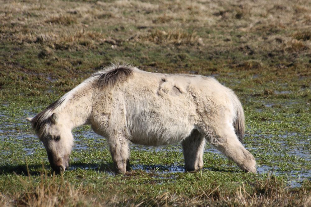 Konik-Pferde auf der Geltinger Birk