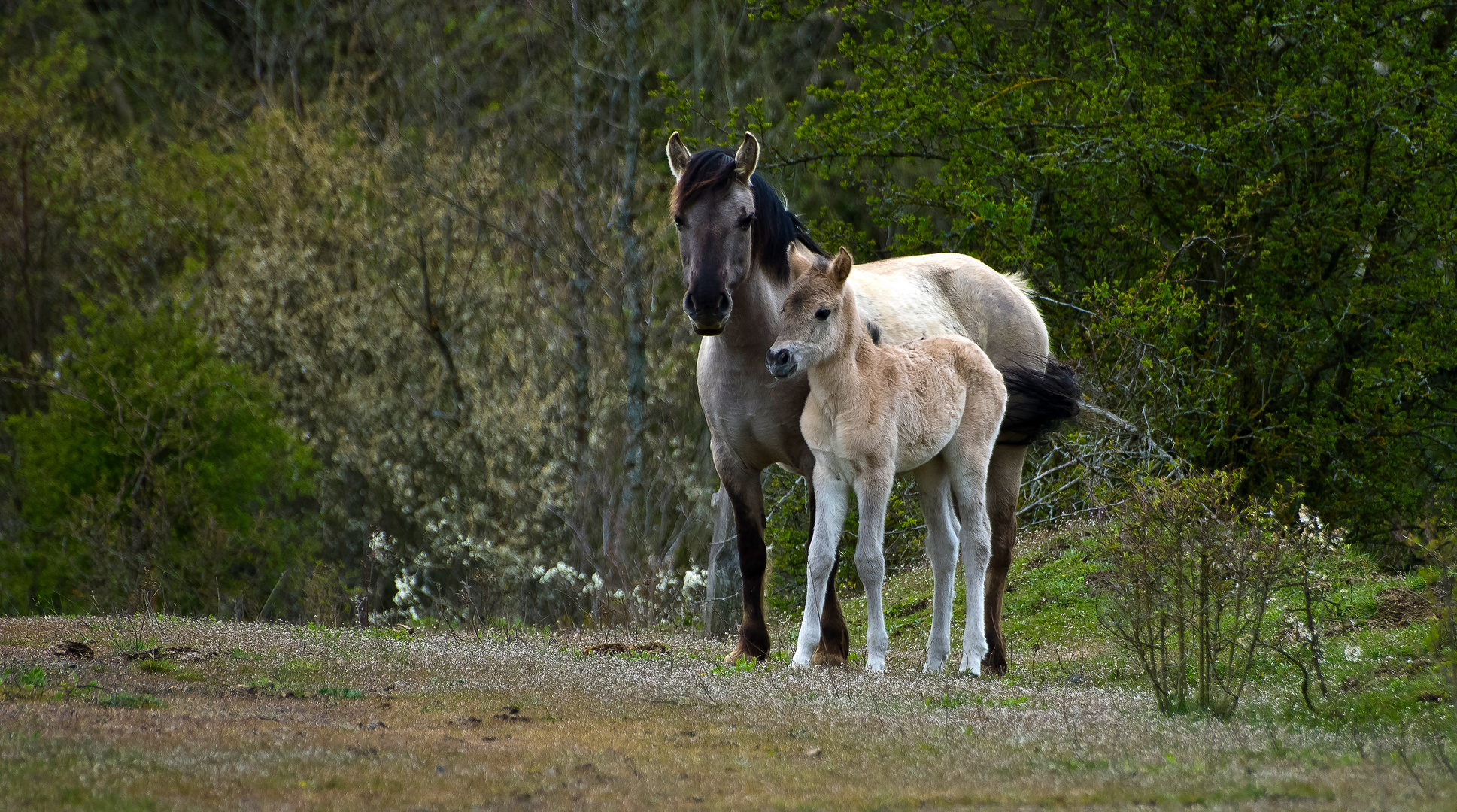 Konik Pferde auf der Schmidtenhöhe, Koblenz