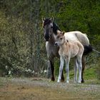 Konik Pferde auf der Schmidtenhöhe, Koblenz