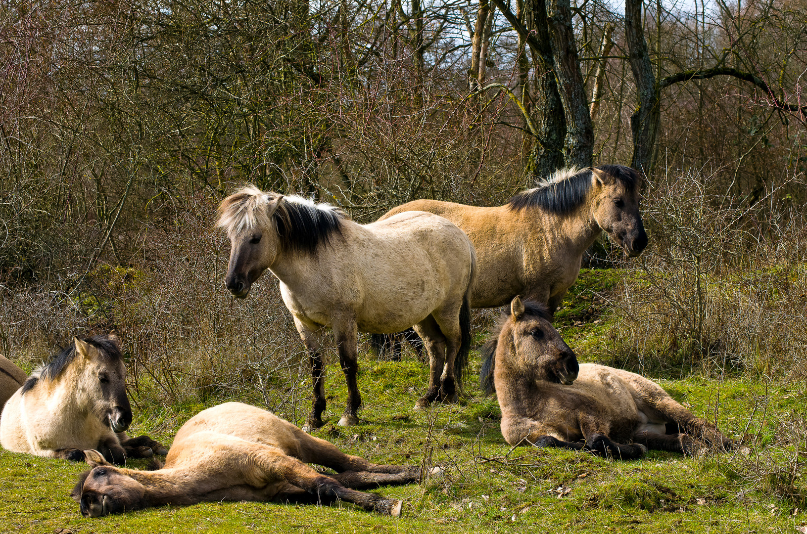 Konik-Pferde auf der Schmidtenhöhe, Koblenz