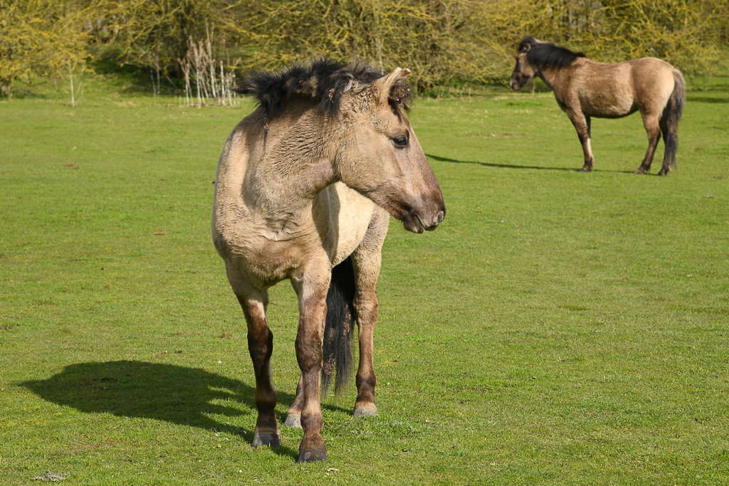 Konik Pferde-Eijsder Beemden (NL)