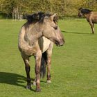 Konik Pferde-Eijsder Beemden (NL)