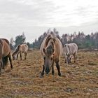 Konik-Pferde (Equus ferrus caballus)