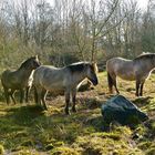 Konik Pferde III, Schmidtenhöhe beim Koblenz