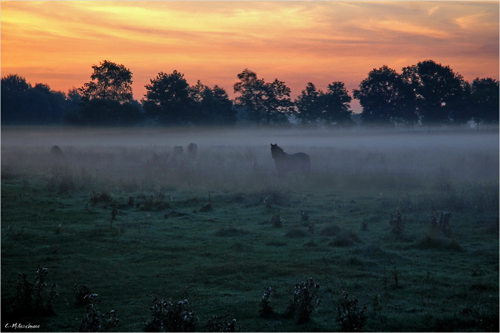 * KONIK - Pferde im Frühnebel *