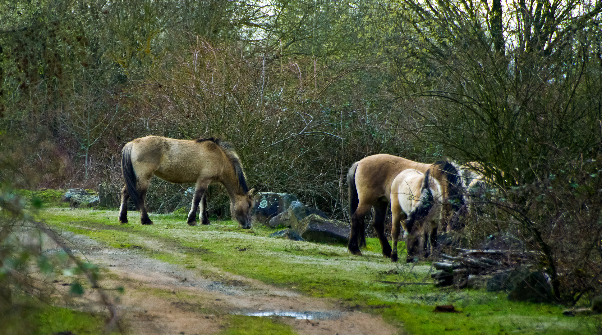 Konik Pferde im Naturschutzgebiet Schmidtenhöhe