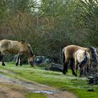 Konik Pferde im Naturschutzgebiet Schmidtenhöhe