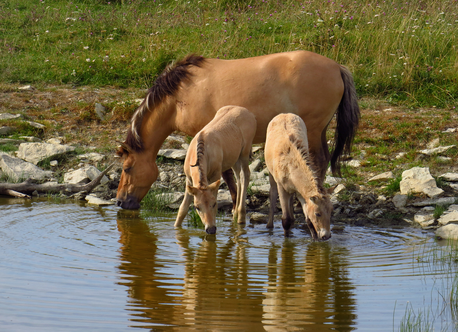 Konik Pferde, Stute und Fohlen an der Wasserstelle 