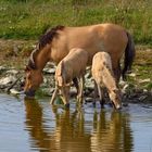 Konik Pferde, Stute und Fohlen an der Wasserstelle 