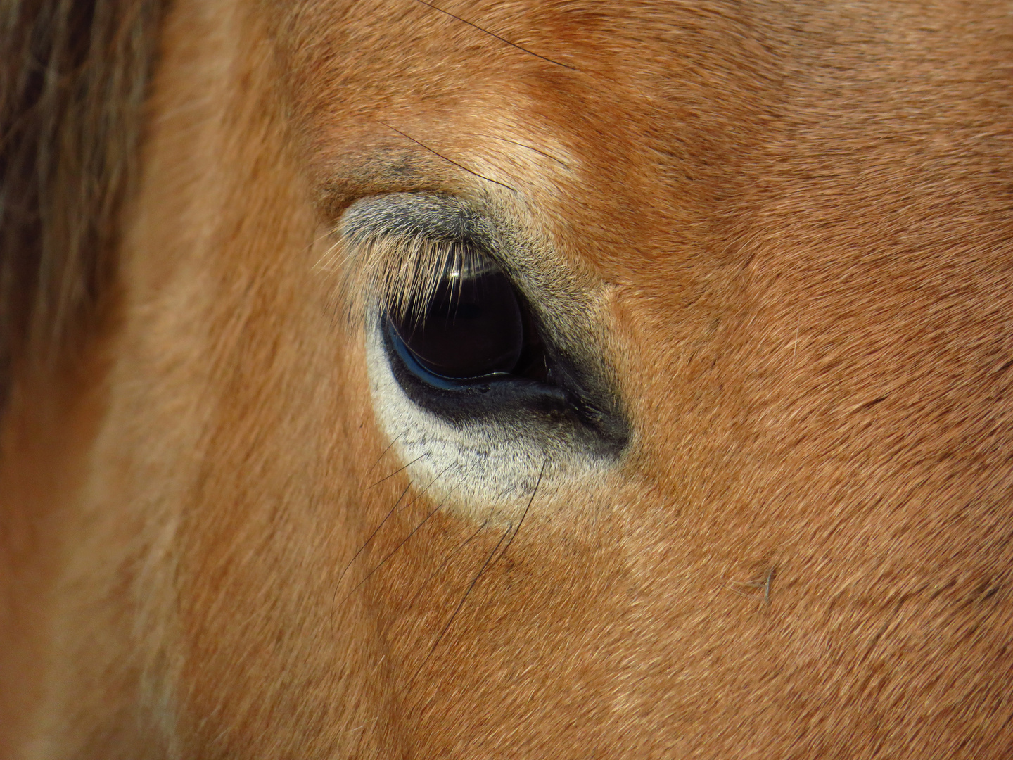 Konik Pferdeauge, Eye of a Konik horse 