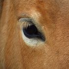 Konik Pferdeauge, Eye of a Konik horse 