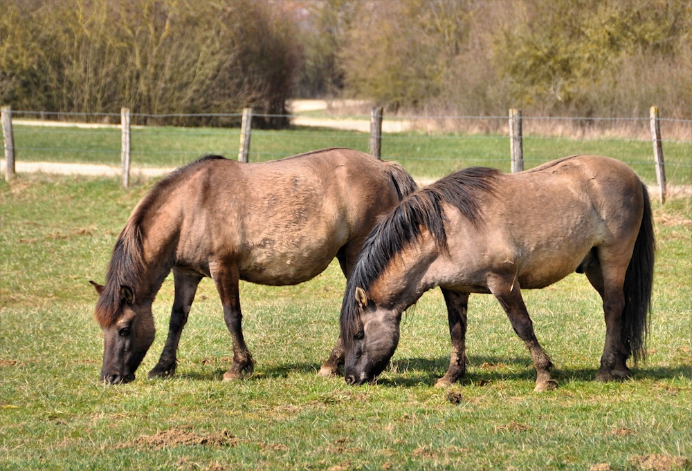 KONIK  POLSKI