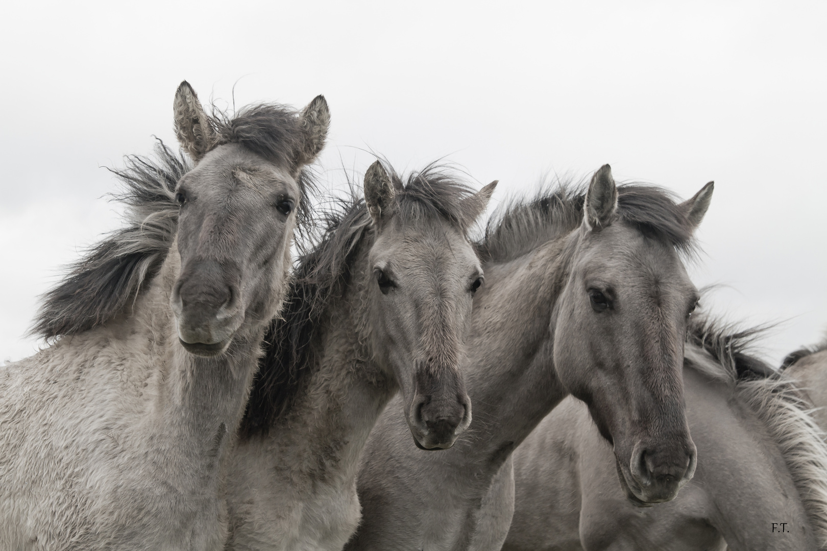 Konik-polski.