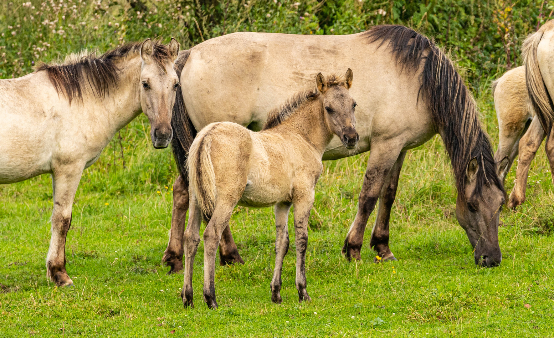 Konik Polski Wildpferde..Lettland