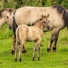 Konik Polski Wildpferde..Lettland