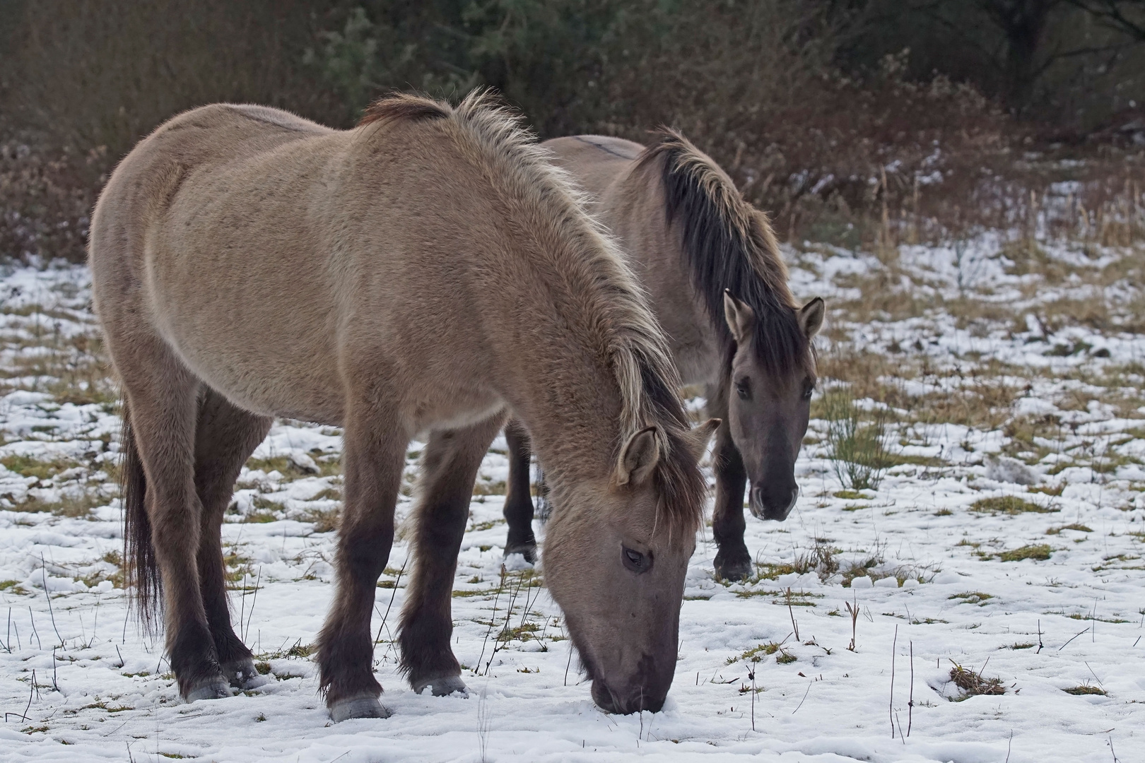 Konik-Polsky