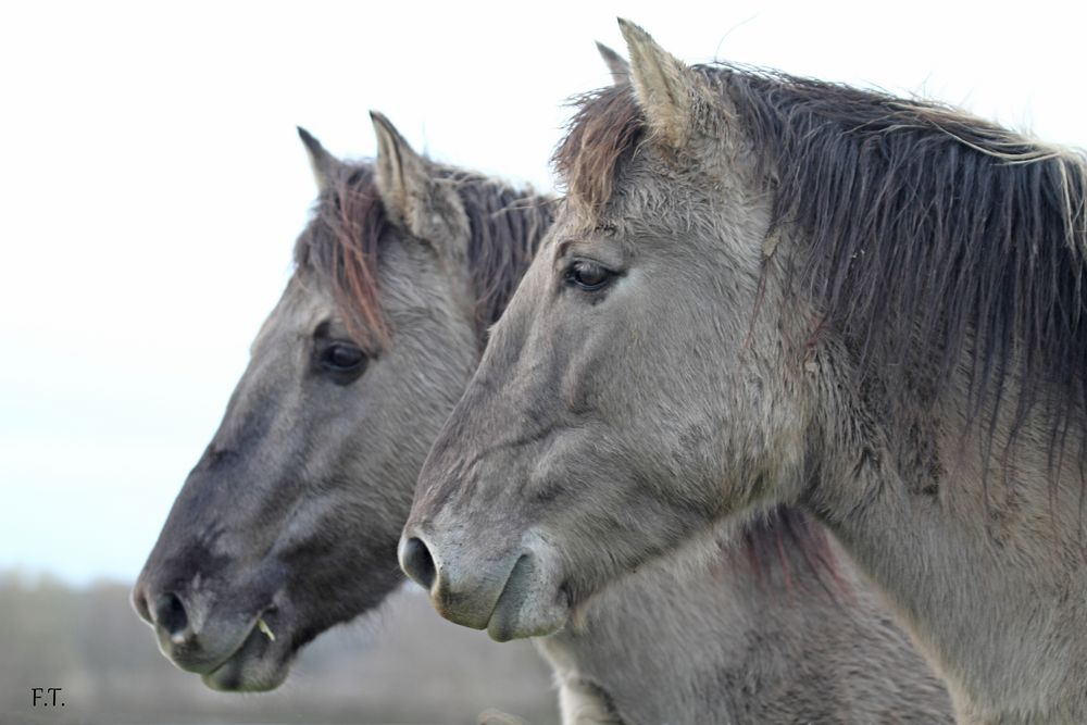 Konik. Portrait...