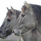 Konik. Portrait...