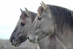 Konik. Portrait...