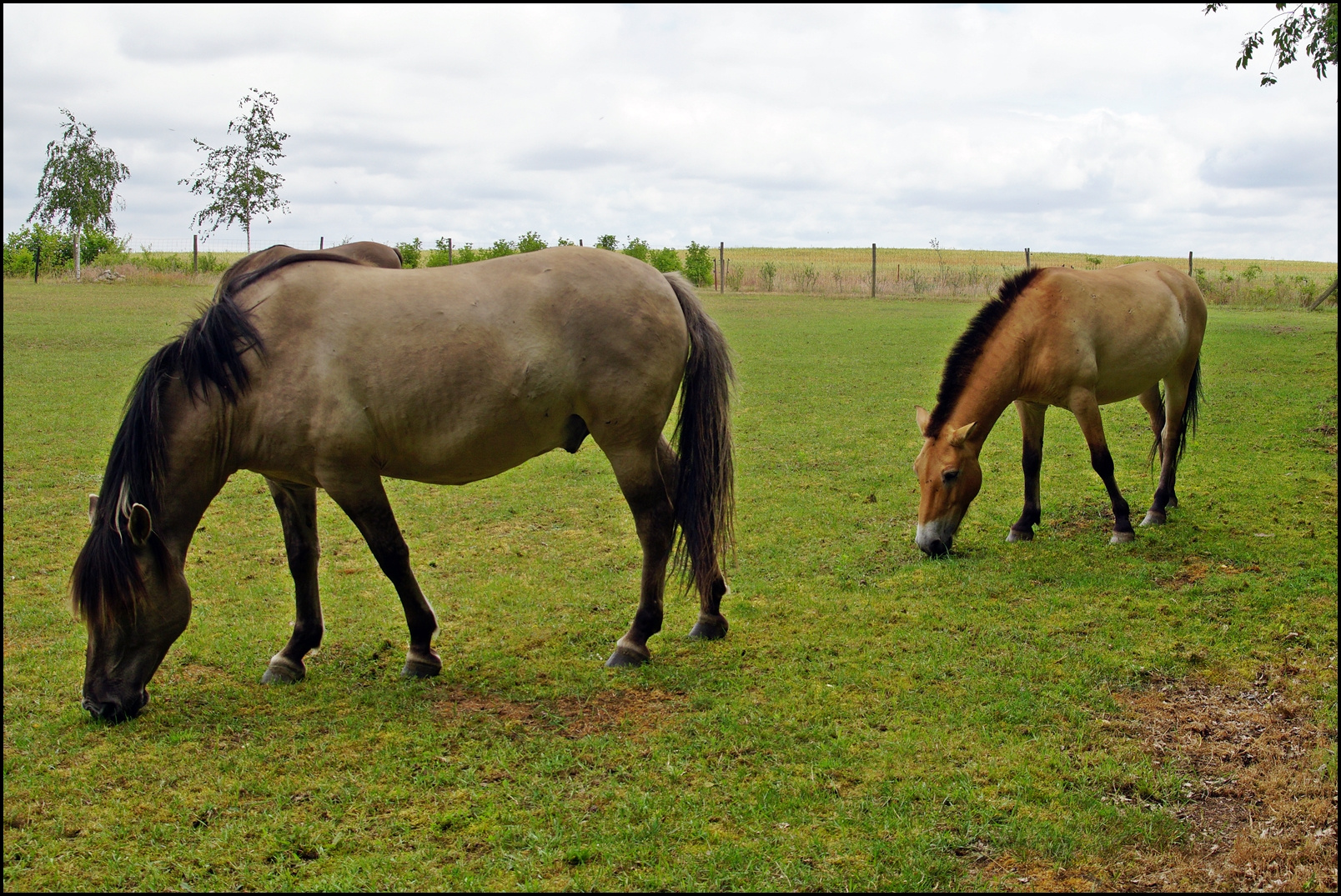 Konik und Przewalski Pferde