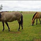 Konik und Przewalski Pferde