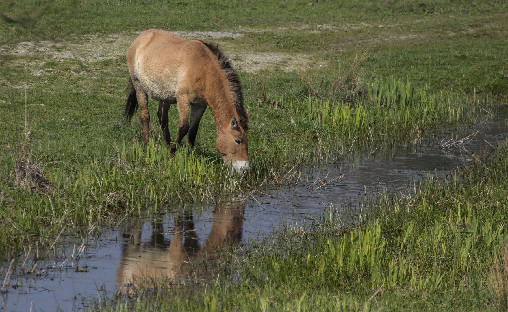 Konik Wildpferd