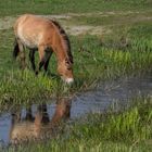 Konik Wildpferd