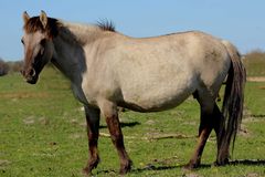 Konik Wildpferd