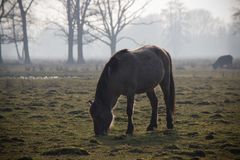 Konik Wildpferd im Ilkerbruch