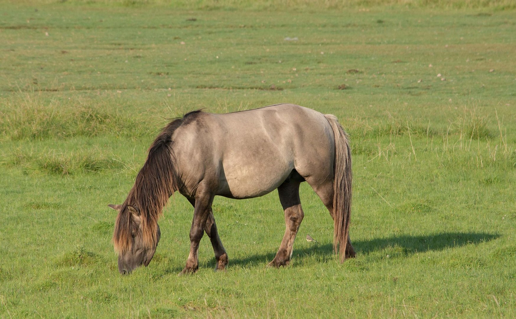 Konik Wildpferd im NSG Wöhrdener Loch