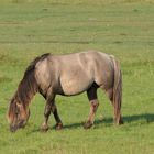 Konik Wildpferd im NSG Wöhrdener Loch