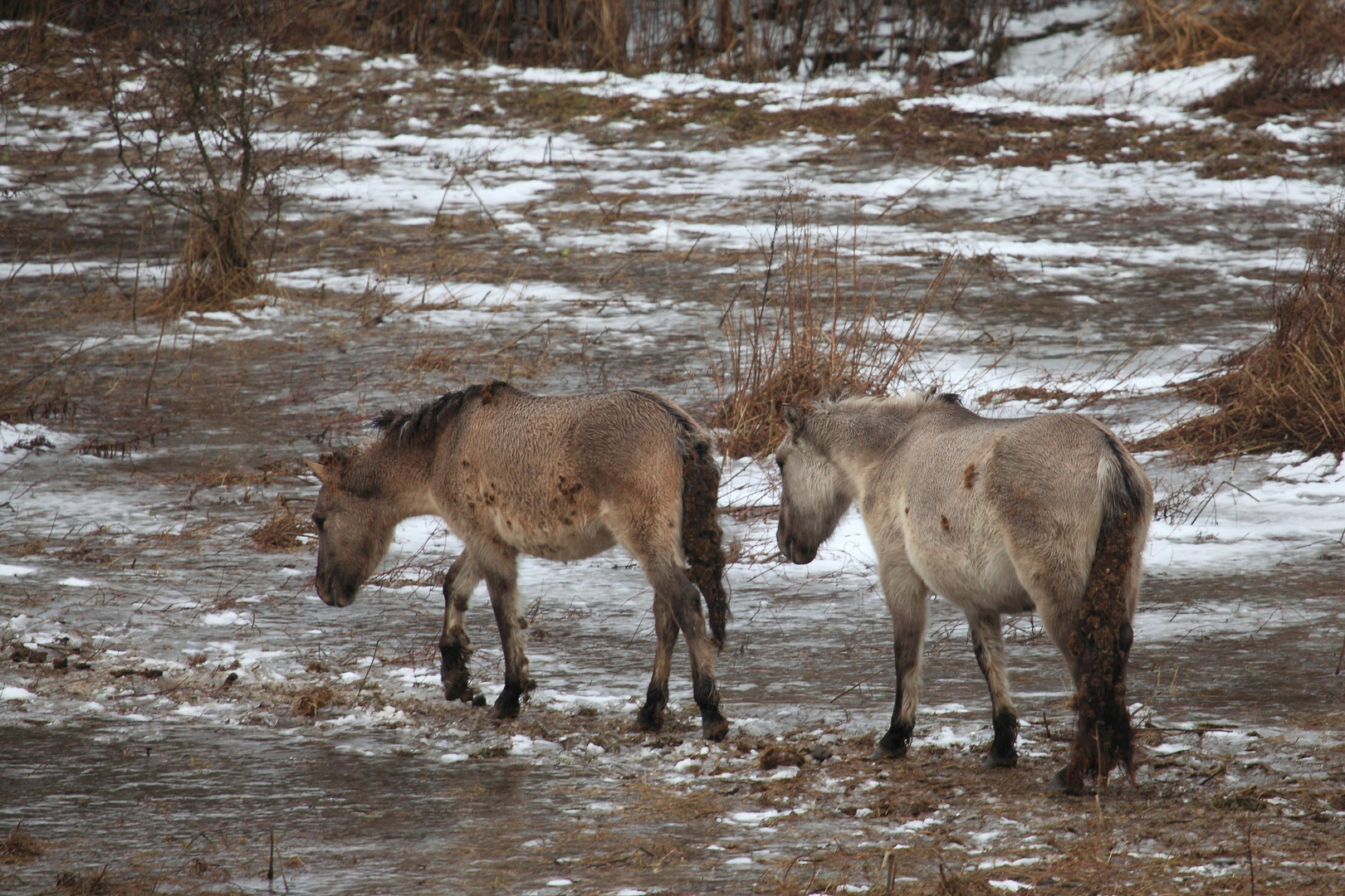 Konik-Wildpferde