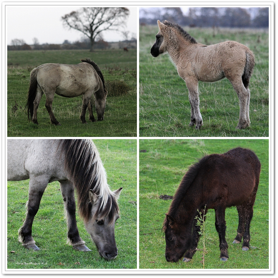 Konik Wildpferde