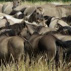 Konik-Wildpferde in der Geltinger Birk, I