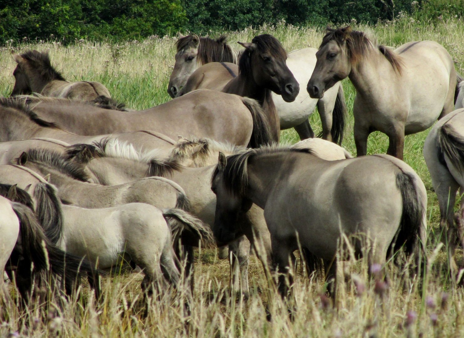 Konik-Wildpferde in der Geltinger Birk, II