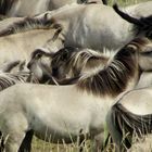 Konik-Wildpferde in der Geltinger Birk, III