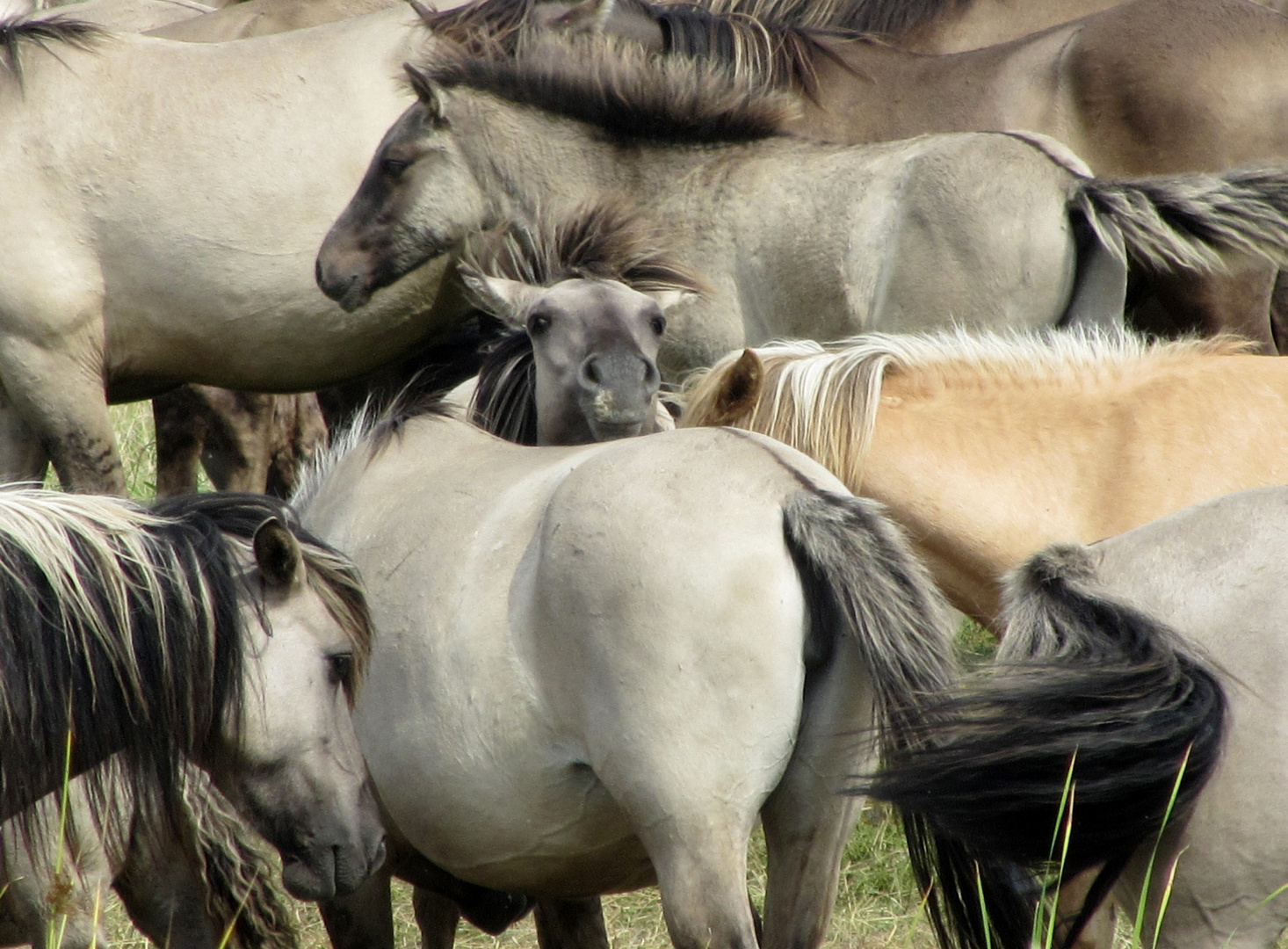 Konik-Wildpferde in der Geltinger Birk, IV