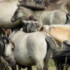 Konik-Wildpferde in der Geltinger Birk, IV