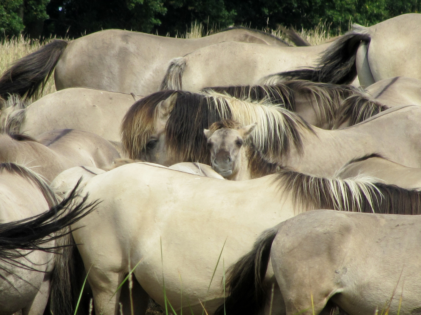 Konik-Wildpferde in der Geltinger Birk, V