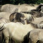 Konik-Wildpferde in der Geltinger Birk, V