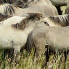 Konik-Wildpferde in der Geltinger Birk, VI