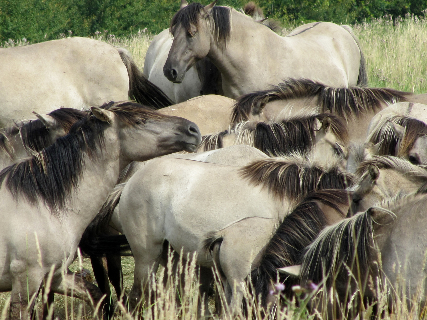 Konik-Wildpferde in der Geltinger Birk, VII