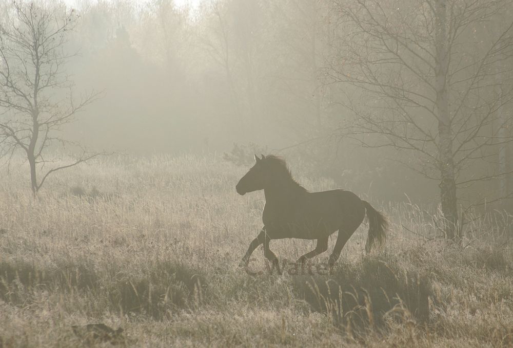 Konik zur frühen Stund ;-)